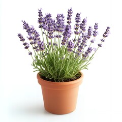 Fototapeta premium A potted lavender plant with purple flowers.