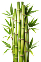 Upright green bamboo in bright light