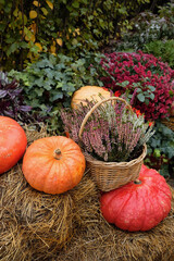 beautiful various pumpkins with autumn seasonal flowers. Harvest, garden decoration. Symbol of...