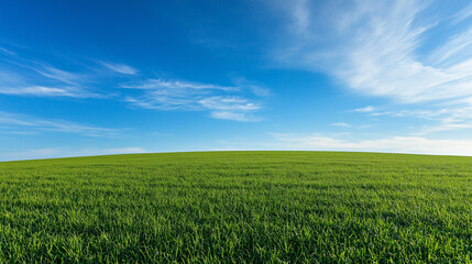 Obraz premium Beautiful grassy field with a blue sky and white clouds in the background. The green meadow is seen from above, creating an endless horizon.