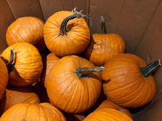 Large orange pumpkins