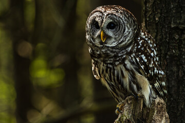 Barred Owl