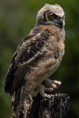 Fototapeta premium Great Horned Owl Juvenile