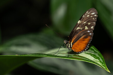 Tiger Longwing Butterfly