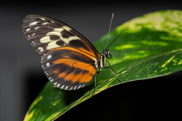 Tiger Longwing Butterfly