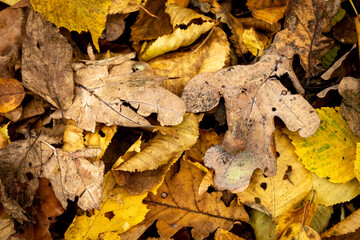 Jesienne opadłe liście