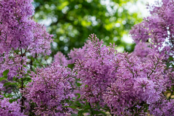 Lavender lilac blooms under the sunlight creating a soft, vibrant backdrop in a garden during springtime