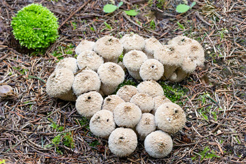 Close up of a group of common puffballs, Lycoperdon perlatum, white spherical fruiting body with pearl-shaped bumps, spines and clearly visible opening for wind dispersal of spores