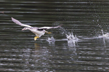 Young Grebe, Podiceps cristatus, runs with widely spread wings at high speed over the water surface, creating enormous splashes and leaving a curtain of water droplets