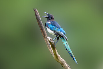 Close up of moulting Magpie, Pica pica, with claws firmly clinging to vertical dead branch looking up with food in beak against plain blurry background