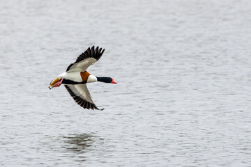 Close up of a Shelduck, Tadorna tadorna, flying with upright wings above the gray water surface, with beautiful red beak and rusty brown neck and breast feathers