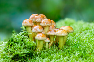 Close up of a group of Common Brimstone, Hypholoma fasciculare, growing surrounded by green...