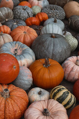 pumpkins on the market