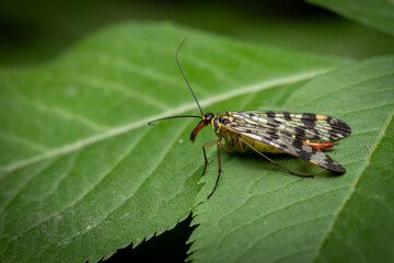 A scorpion fly sits on a green leaf