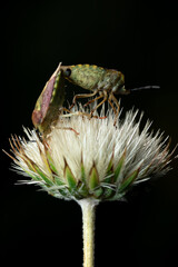 Reproduction of a pair of turtle bugs