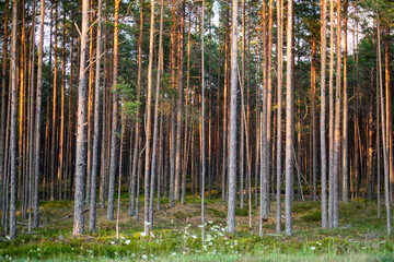 Tall pine trees bathed in golden sunlight during late afternoon in a serene forest landscape