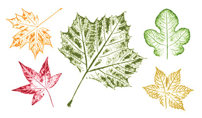 Set of colorful oak maple sycamore birch leaves as variations in color shape and size. Fall leaves on white background.