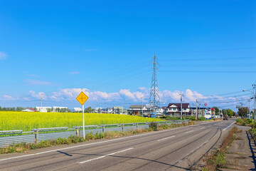 道路脇の菜の花畑