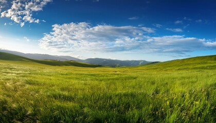 Obraz premium landscape with grass and sky