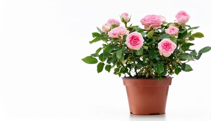 Fototapeta premium pink rose bush in potted plant isolated on white background