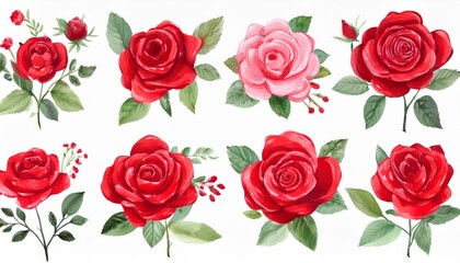 Fototapeta premium set of red rose flowers watercolor isolated on white background cutout