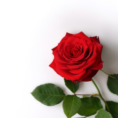 red rose with leaves pattern on side position provides copy space for text. background concept isolated white