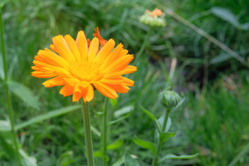 Flowers of Calendula officinalis is growing in meadow. Countryside garden. Bright floral background. Blooming flowers.