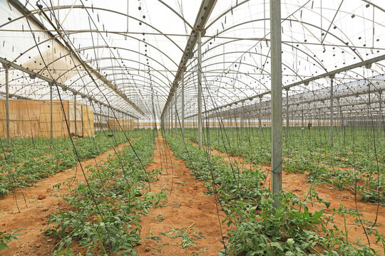 invernadero interior instalaci&oacute;nplantas agricultura Almer&iacute;a Andaluc&iacute;a 4M0A3078-as24