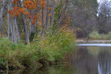 lake in the forest