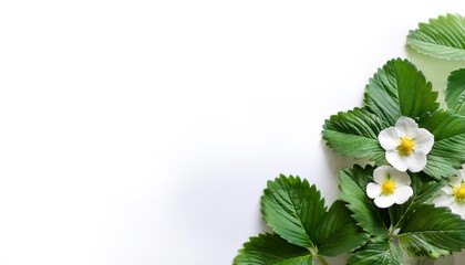 strawberry leaves pattern on side position provides copy space for text. background concept isolated white