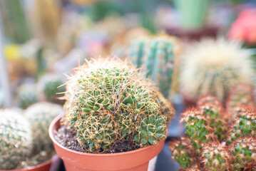 lots of small prickly cacti in pots