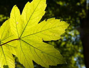 A maple leaf in the sunshine