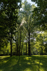 Mixed deciduous forest with green foliage in summer
