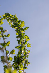 flowering gooseberry bushes in May against a blue sky background