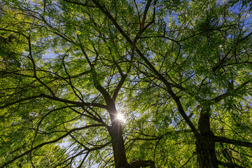 deciduous willow tree in spring