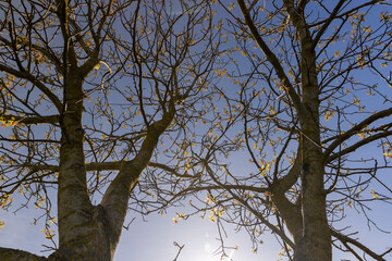 sunny weather in an orchard with walnuts