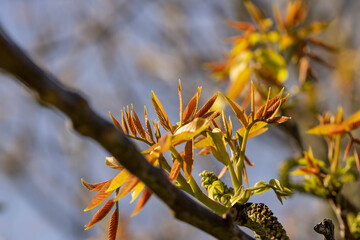 sunny weather in an orchard with walnuts