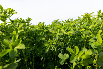 vegetation in the field for animal husbandry