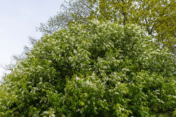 a flowering bird cherry tree in windy cloudy weather