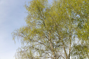 new green birch foliage in spring against a gray sky