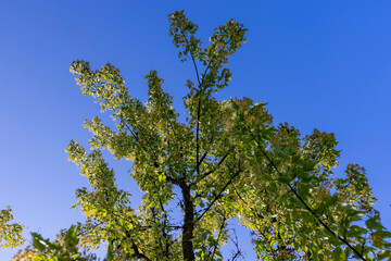 a beautiful maple tree in May in spring