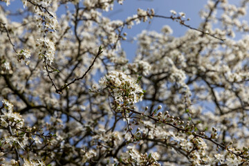 cherry blossoming with white flowers