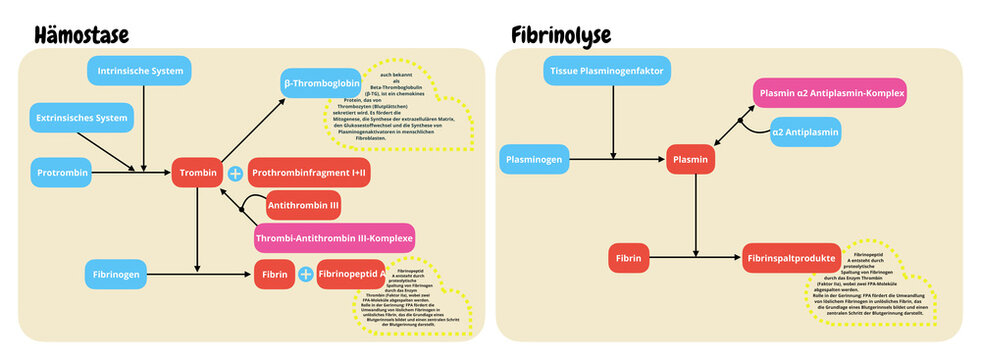 Schematische Darstellung von H&auml;mostase und Fibrinolyse