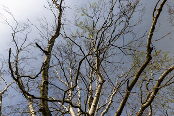 an old birch tree in spring without foliage on a blue sky background