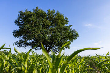 a green oak in green corn on a blue sky background