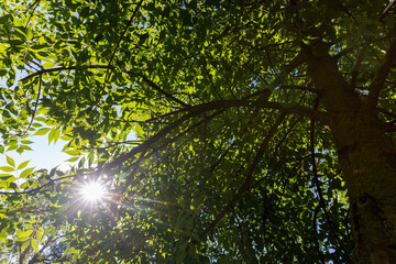 the green foliage of the ash tree in the summer