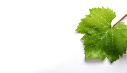 Fototapeta premium young vine leaf, grapevine on side position provides copy space for text. background concept isolated white