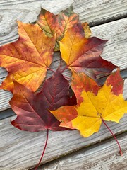 Obraz premium Close-up bright red and yellow maple leaves layout on a wooden background. Autumn leaves background top view. Autumn atmosphere concept