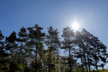 tall pine trees in sunny spring weather