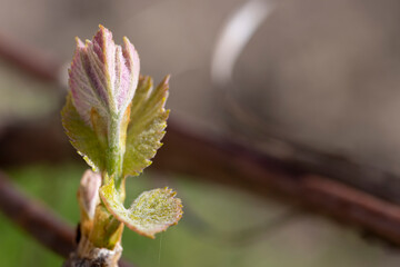 Fototapeta premium the first leaves of grapes in spring in the vineyard